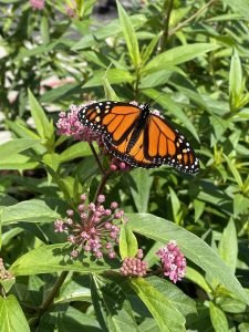 how can i attract pollinators to my garden