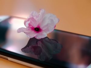 how can i create a vibrant and colorful flowerbed