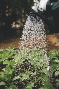 how can i improve the soil quality in my garden