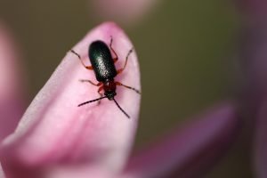 how do i attract beneficial insects to control pests