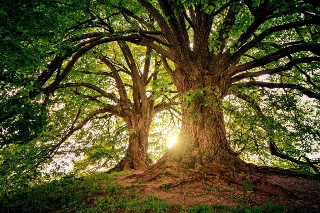 How Can I Build A Basic Shelter From Natural Materials?