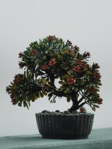 how do i successfully grow and care for indoor bonsai trees