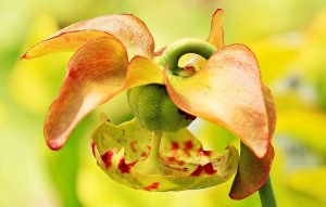 how can i successfully grow and care for carnivorous plants