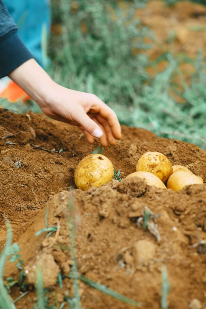 how do i encourage beneficial fungi and microbes in the soil 6