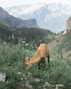 how do i identify different types of wild mammals and tracks