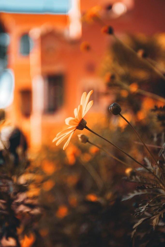 how can i design a garden thats specifically suited for a rooftop space
