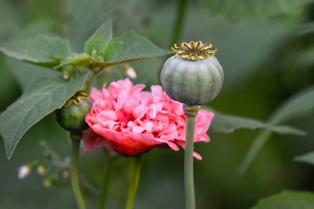 how do i create a garden with a focus on edible flowers