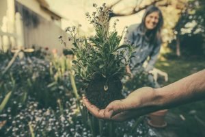 how do i create a garden with plants that attract night flying moths