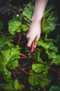 how do i establish a fragrant herb garden for culinary use