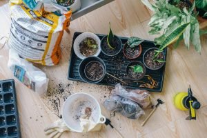 how do i establish a thriving butterfly garden