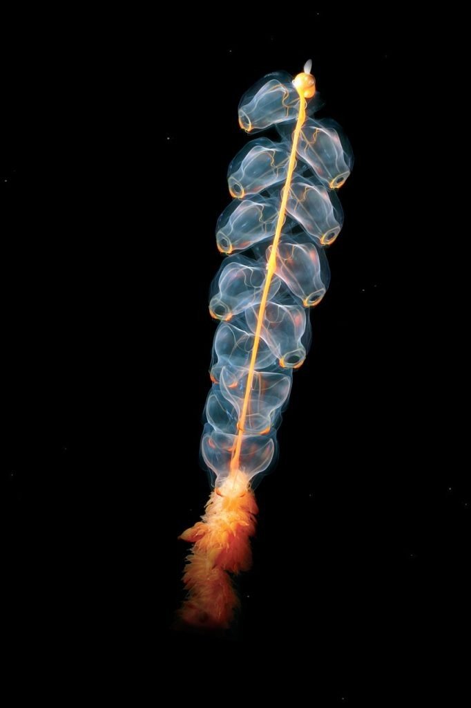 how do i identify and enjoy local marine life in tidal pools 1
