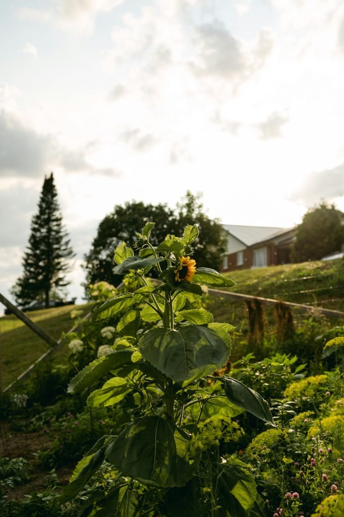 what are some strategies for managing garden pests using biological controls 1