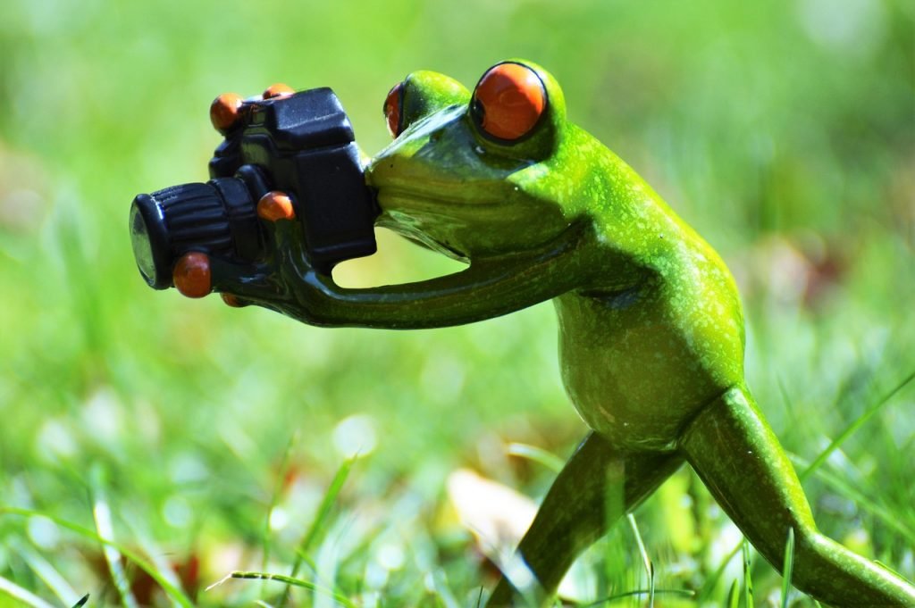 whats the process for setting up a wildlife monitoring camera 2