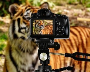 whats the process for setting up a wildlife monitoring camera