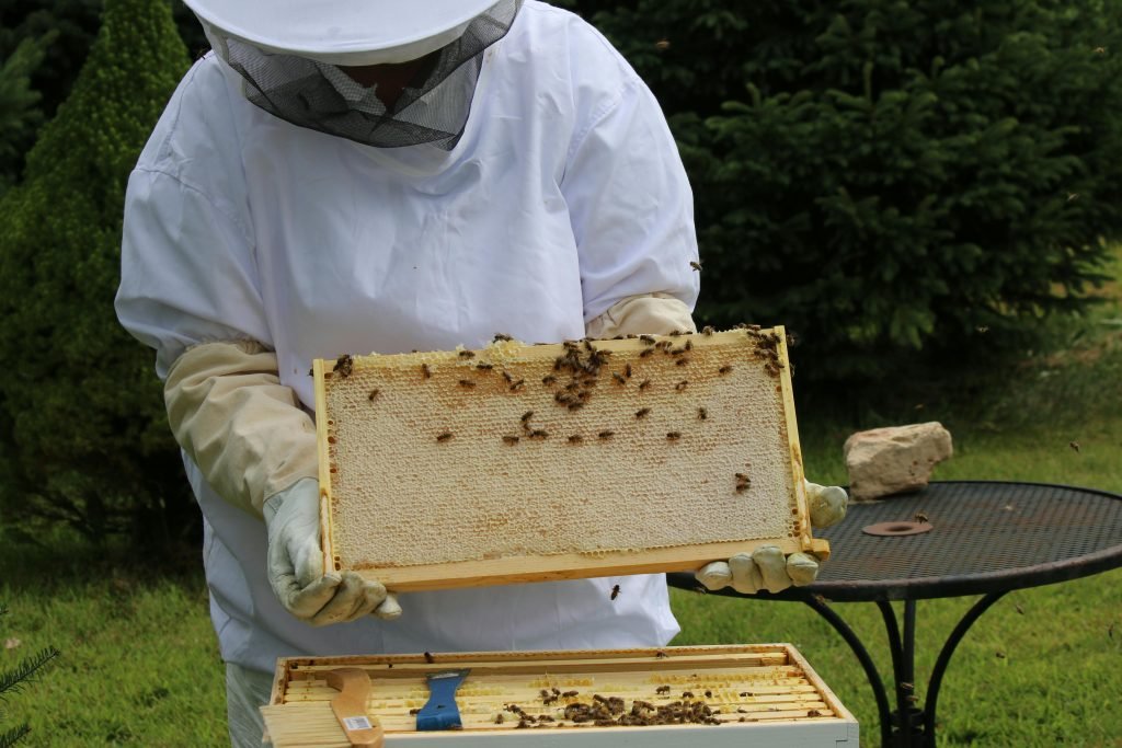 how do i establish a garden with plants that attract native bees