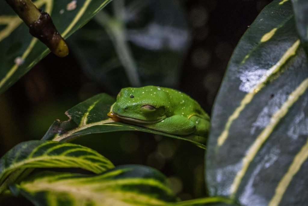 whats the process for setting up a wildlife rehabilitation and rescue station 1