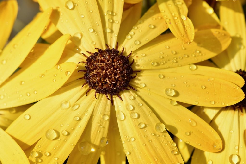 how can i build a basic outdoor rain garden to manage stormwater runoff 1