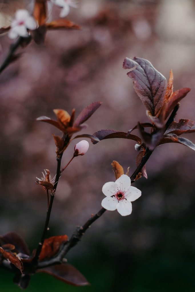 how can i create a garden that supports a population of beneficial nematodes 2