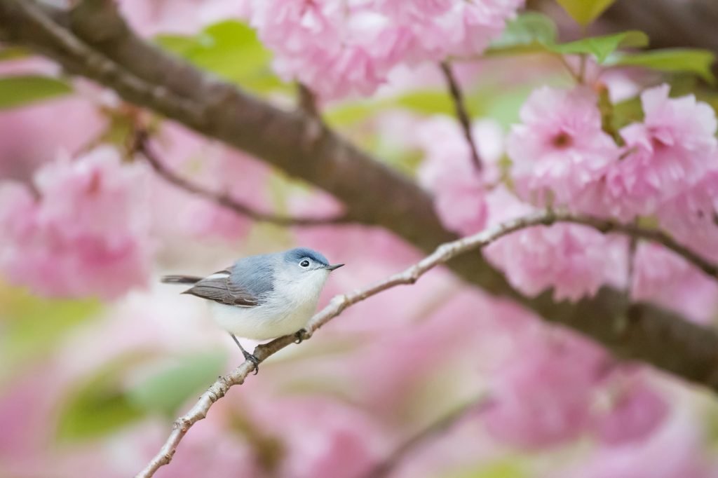 how can i design a garden that attracts and supports native birds 1