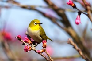 how can i design a garden that attracts and supports native birds