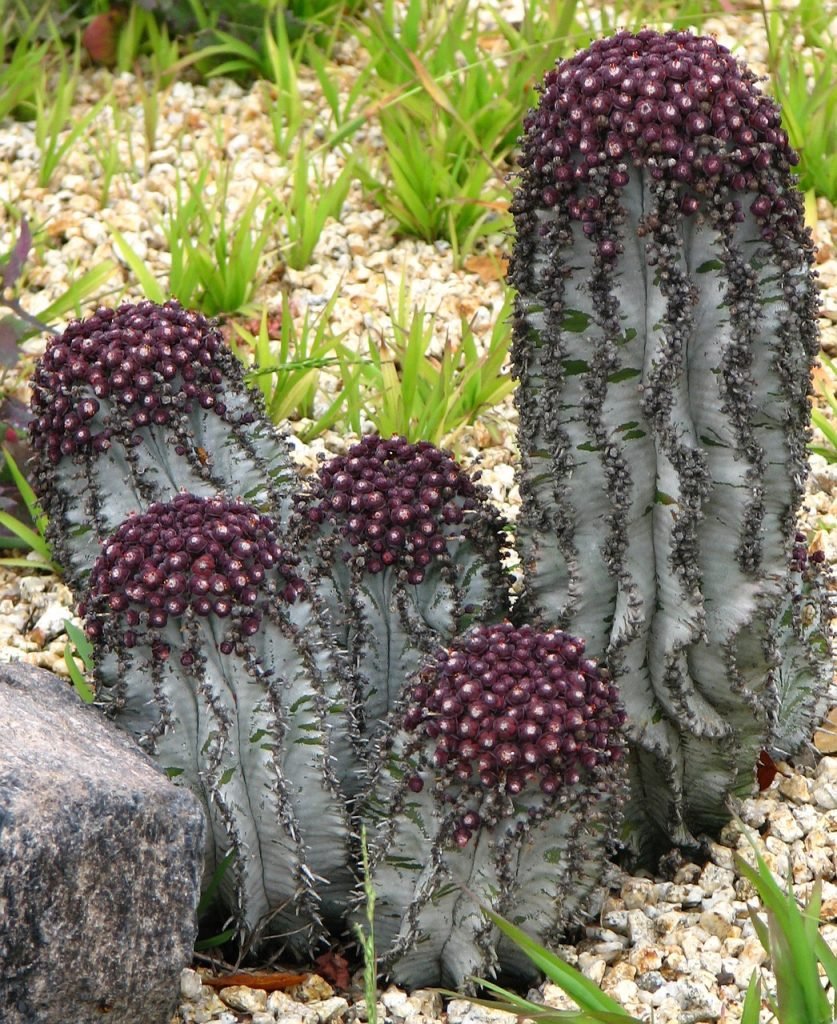 how can i design a garden with plants that thrive in sandy soil 1