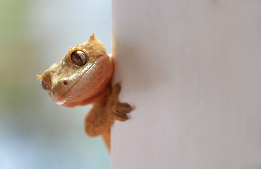how do i identify and enjoy local nocturnal wildlife and their activities