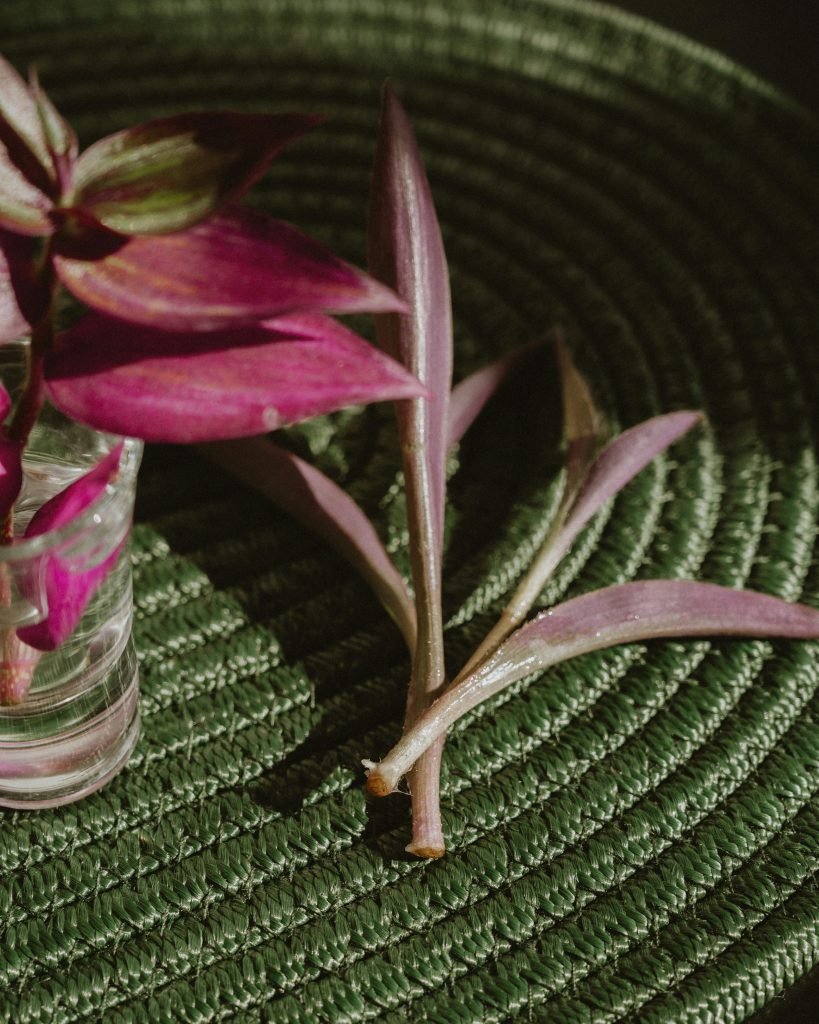 how do i propagate plants through cuttings 1