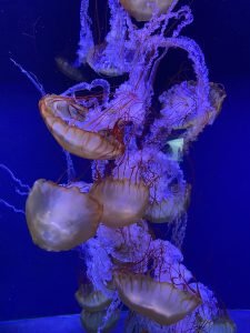 how do i successfully grow and care for aquatic plants in a pond