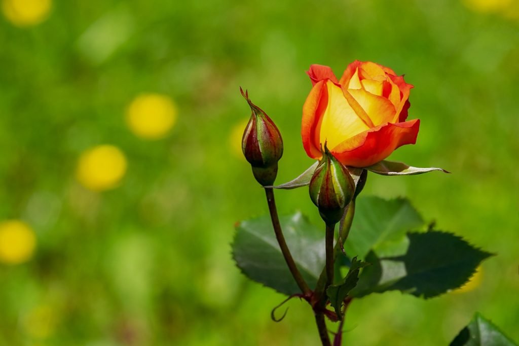 how do i successfully grow and care for fragrant roses 1