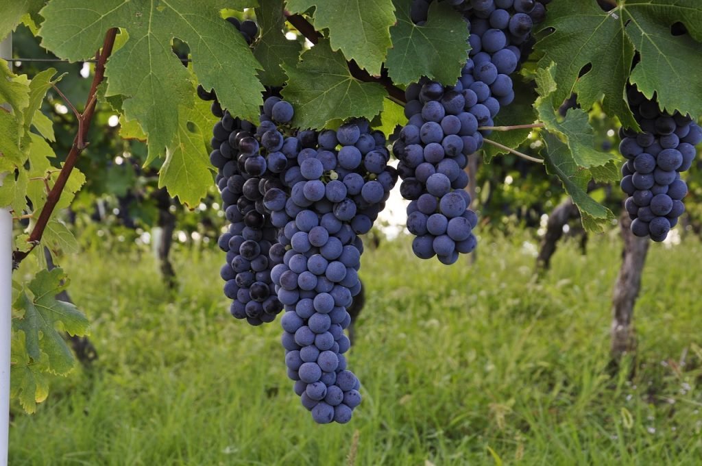 what are the best practices for pruning and training fruit bearing vines 1