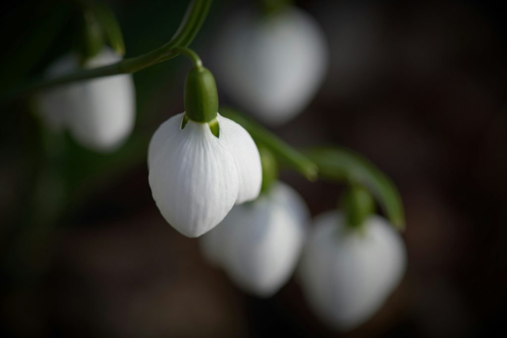 what steps should i take to prepare my garden for winter