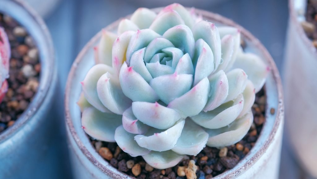 whats the secret to successful winter gardening in colder climates 2