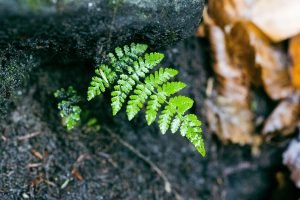 how do i adjust soil ph