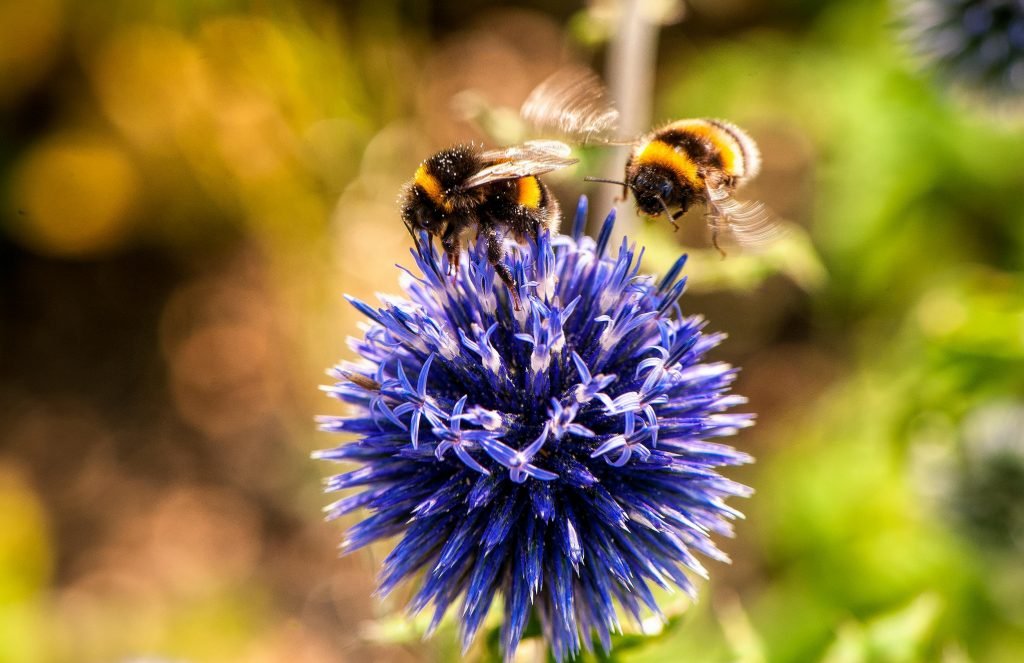 how do i attract beneficial insects to my garden