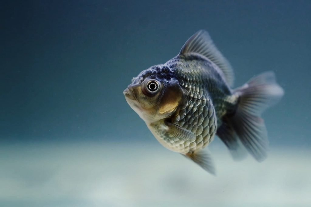 – How Do I Clean And Cook Fish?