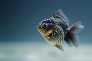 how do i clean and cook fish