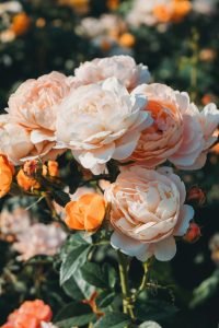 how do i grow plants in clay soil