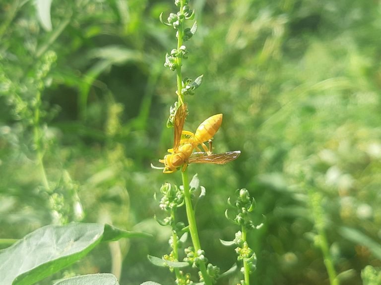 how do i protect my garden from pests