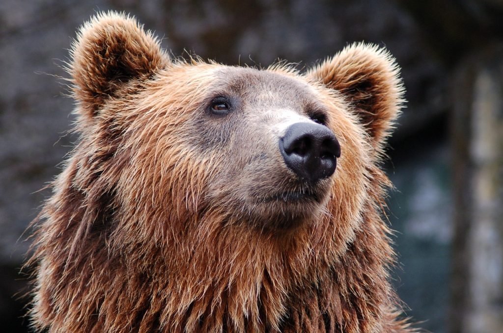 how do i protect myself from bears