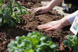 how do i test my soil ph