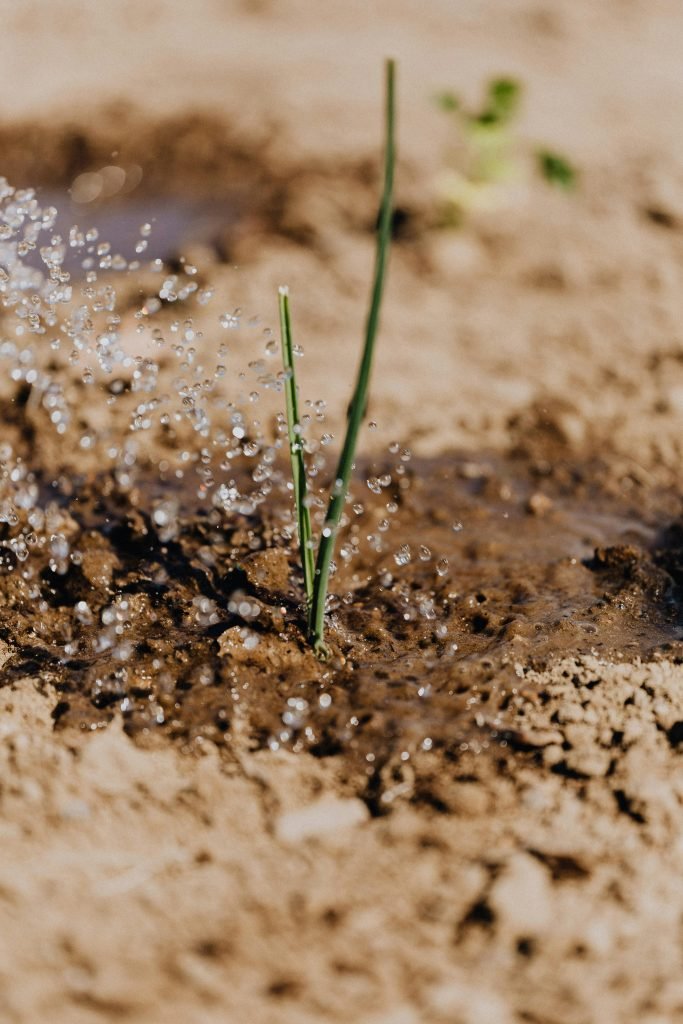 how often should i water my garden
