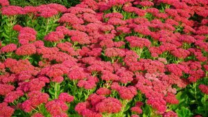 what are the best flowers for pollinators