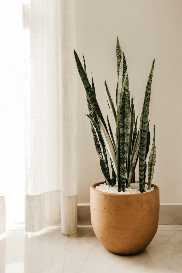 what are the best plants for beginners