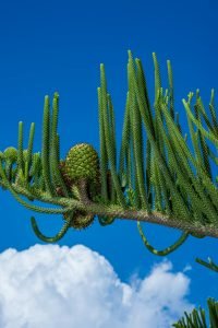 what are the best plants for vertical gardening