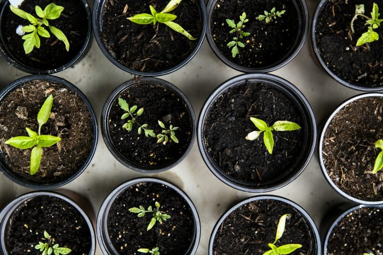 what are the easiest herbs to grow