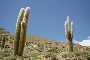 what is xeriscaping