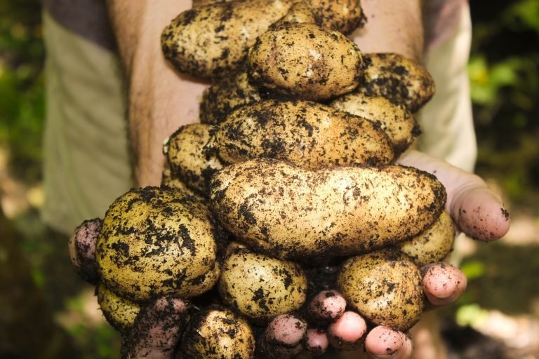 what type of soil is best for gardening