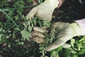 what vegetables can i grow indoors