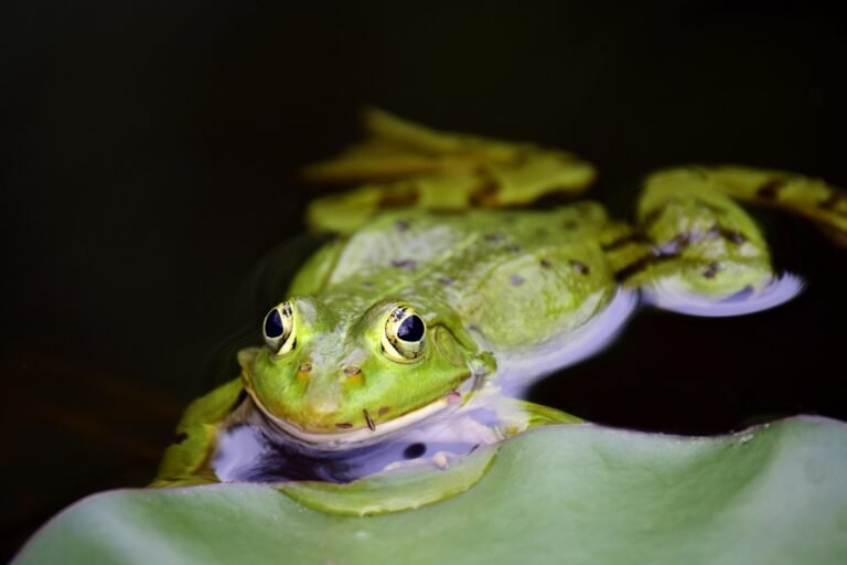 frog, amphibian, pond, water, animal, wildlife, green, habitat, wild, free living, nature, garden, wait, camouflage, garden frog, central europe