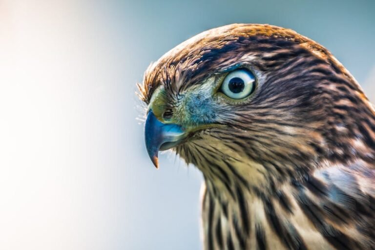 Captivating close-up of a hawk with piercing eyes and detailed plumage, showcasing its predatory nature.